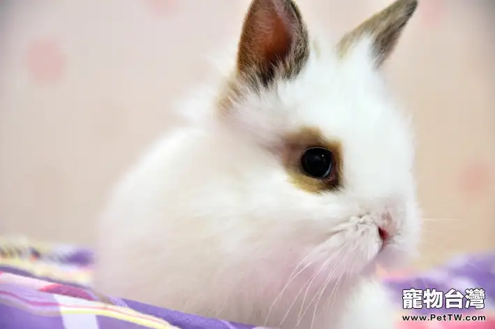 幫兔兔清理耳朵的方法