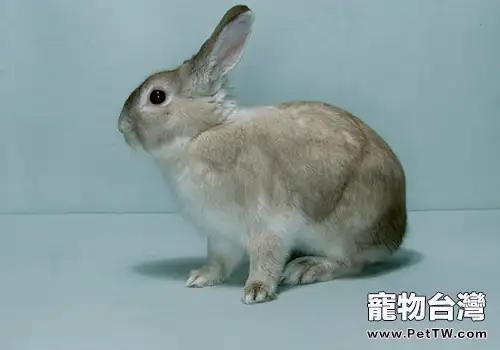 兔子打疫苗要注意什麼(共2張圖片)-寵物台灣