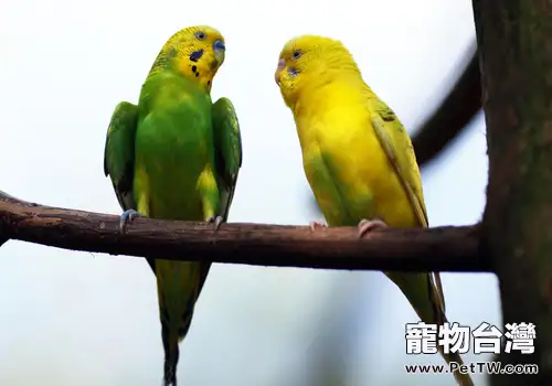 怎麼對鸚鵡做訓練