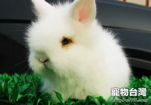 怎麼讓兔子多長毛