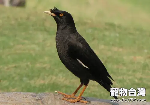 不同階段餵養八哥要注意什麼