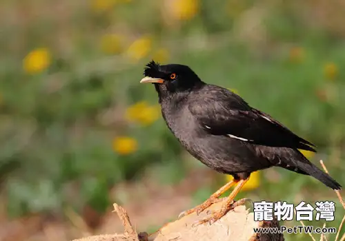 不同階段餵養八哥要注意什麼