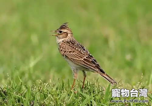 民間百靈鳥的雌雄鑒別方法