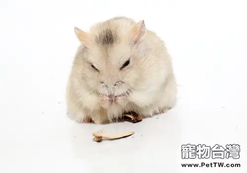 為何冬季倉鼠容易便秘(共2張圖片)-寵物台灣