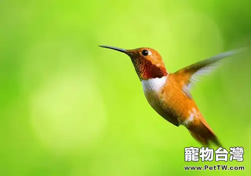 蜂鳥怎麼在飛行的過程中散熱(1圖)-寵物台灣