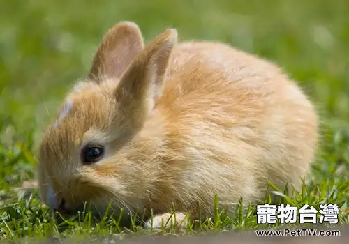 中西結合治療兔大腸桿菌病