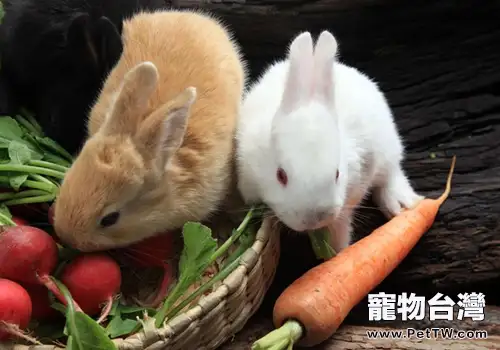 中西結合治療兔大腸桿菌病(共2張圖片)-寵物台灣