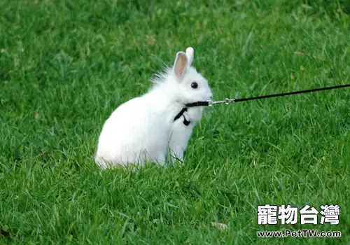 養兔的常見誤區有哪些