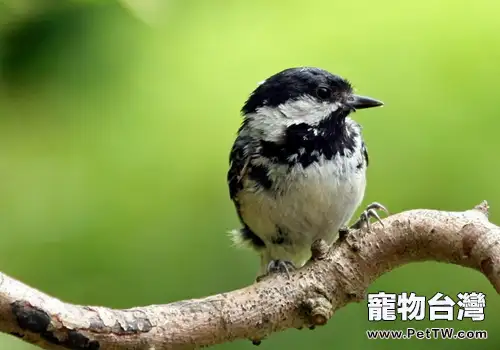 為什麼鳥會去撞飛機