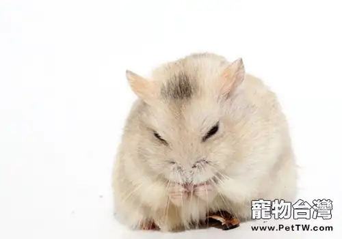如何處理倉鼠的腸胃問題(共2張圖片)-寵物台灣