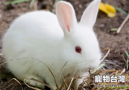 兔子發病有何規律(共2張圖片)-寵物台灣