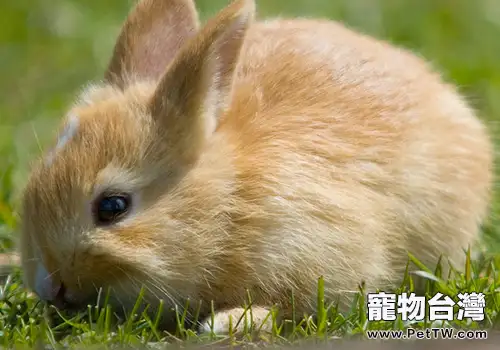母兔是否需要絕育