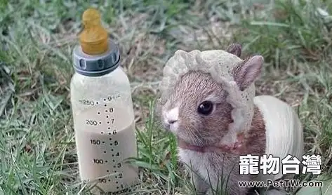 如何選購健康的寵物兔（1圖）-寵物台灣