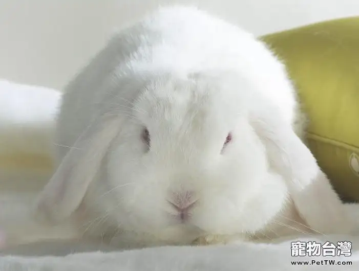 飼養垂耳兔的三大注意點(1圖)-寵物台灣