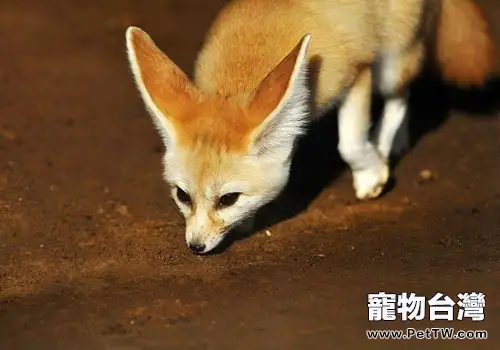 耳廓狐適合當寵物飼養嗎