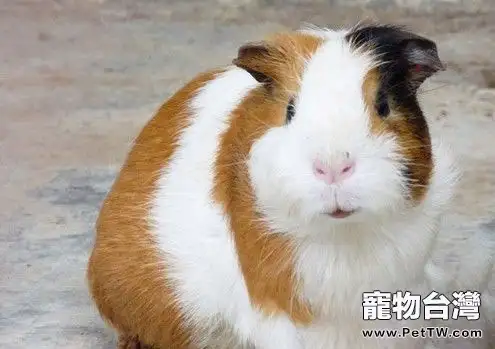 豚鼠有趣又特別的生物特性 (1圖)-寵物台灣