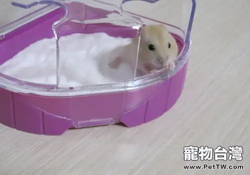 怎麼幫倉鼠洗澡