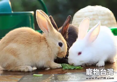 飼料與兔繁殖有何關係