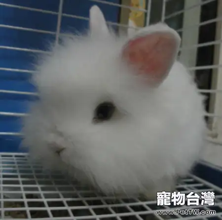 寵物兔的飼養與疾病預防