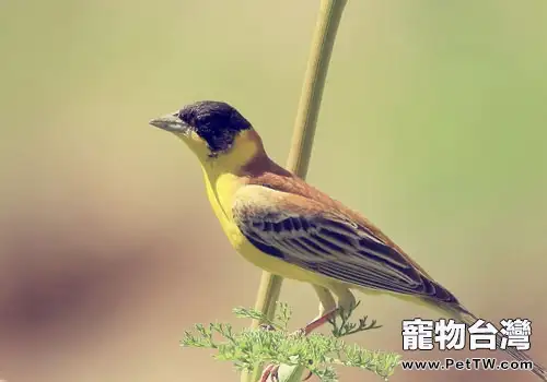 鳥仰頭怎麼辦