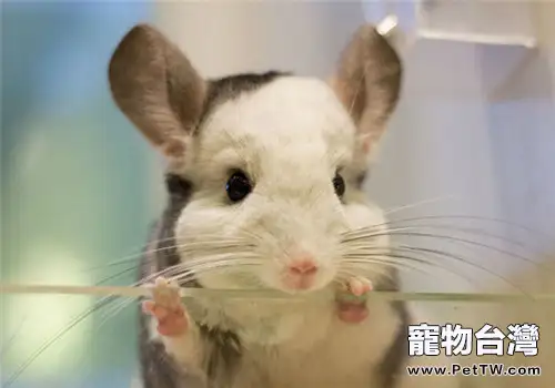 龍貓食物必備的營養物質(1圖)-寵物台灣