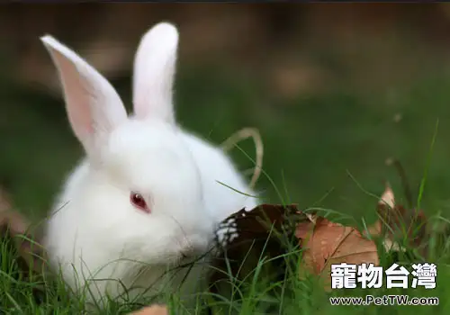 草對兔子有哪些重要作用
