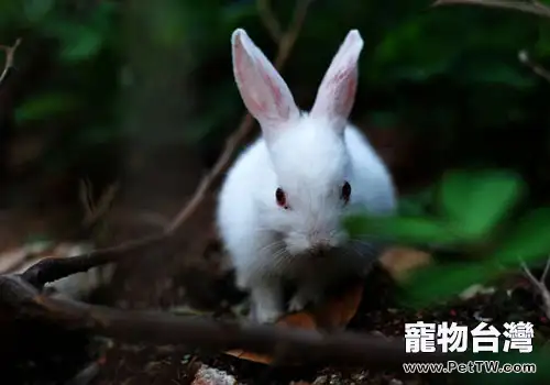 怎麼防止兔毛球症的發生