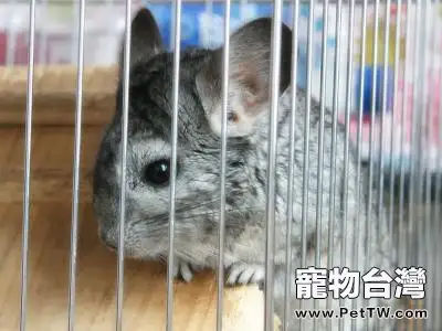 龍貓飼養的注意事項
