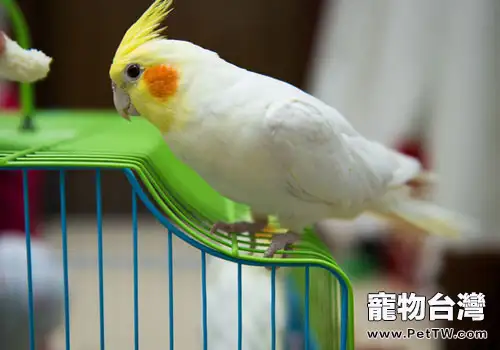 玄鳳鸚鵡有什麼習性