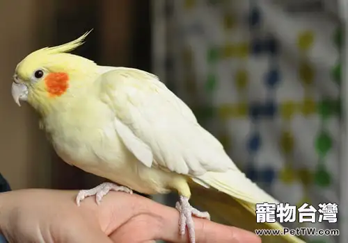 玄鳳鸚鵡有什麼習性