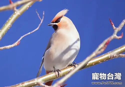 鳥嘴與其食性有什麼關係