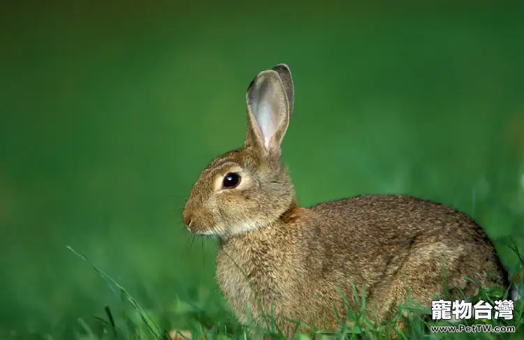 兔兔腸胃病的防治