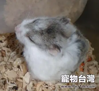 母倉鼠懷孕判斷(1圖)-寵物台灣