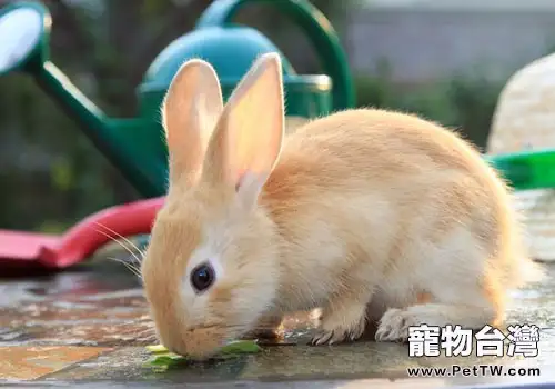 斷奶幼兔如何飼養