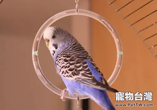 鸚鵡各階段飼養方法