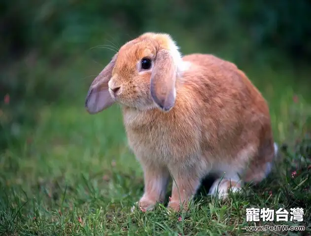 兔兔常見疾病的防治（三）