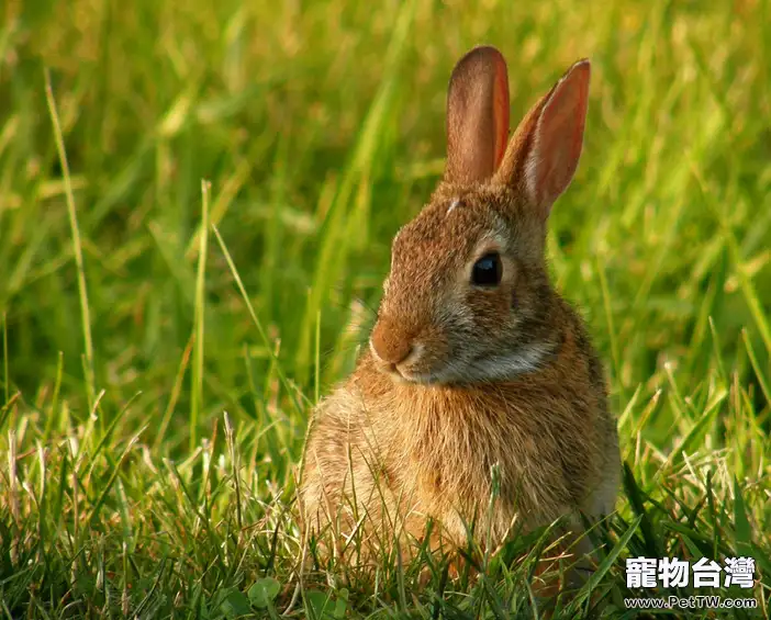 兔兔常見疾病的防治（五）