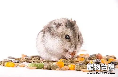 倉鼠喜歡儲藏食物怎麼辦