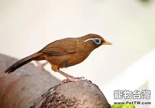 畫眉鳥不肯洗澡問題解析(1圖)-寵物台灣