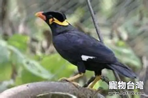八哥鳥的飼養注意事項(1圖)-寵物台灣