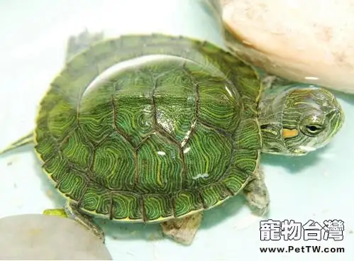 寵物龜飼養消毒藥物推薦(1圖)-寵物台灣