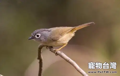 百靈鳥幼鳥挑選注意事項