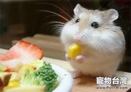 倉鼠夏季消暑的水果零食