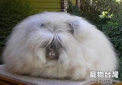 安哥拉兔的毛髮能有多長