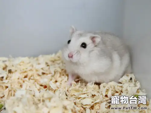 如何飼養奶茶倉鼠