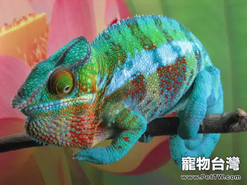 適合新手的變色龍有哪些(1圖)-寵物台灣