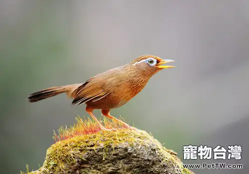 畫眉鳥餵養不可缺少的三種食物