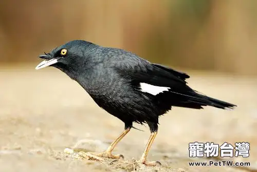 如何訓練八哥鳥說話
