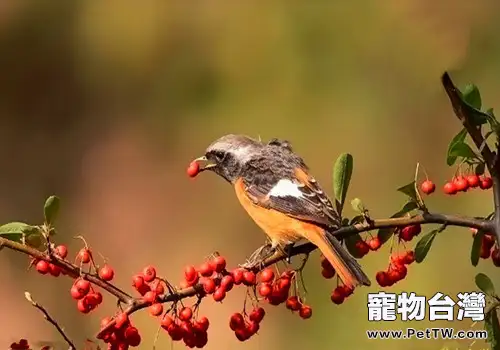 鳥類的智商高麼？