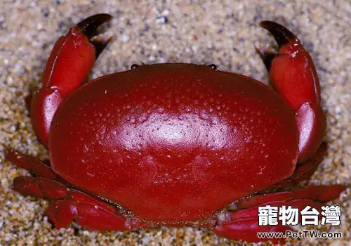 正直愛潔蟹是怎樣的一種蟹?(1圖)-寵物台灣